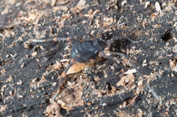 Media type: image;   Invertebrate Zoology 151528